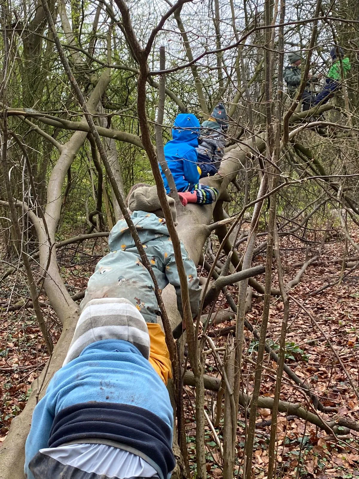 Kinder klettern auf Baum im Kurpark