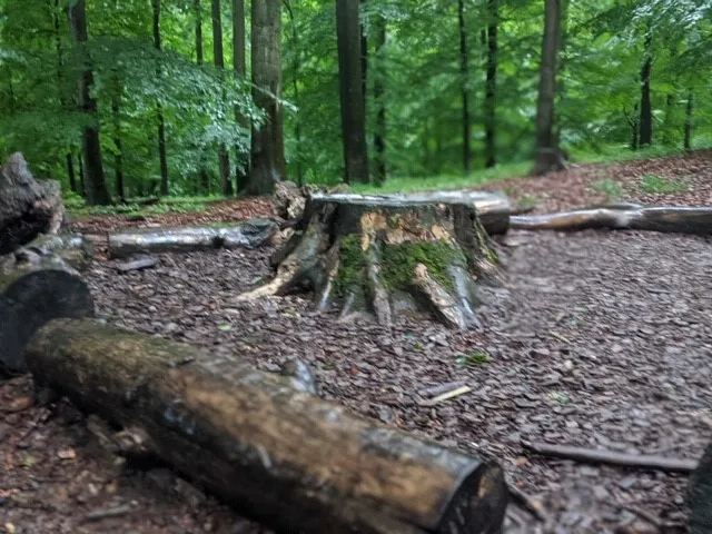 Sitzkreis im Kneeden-Wald