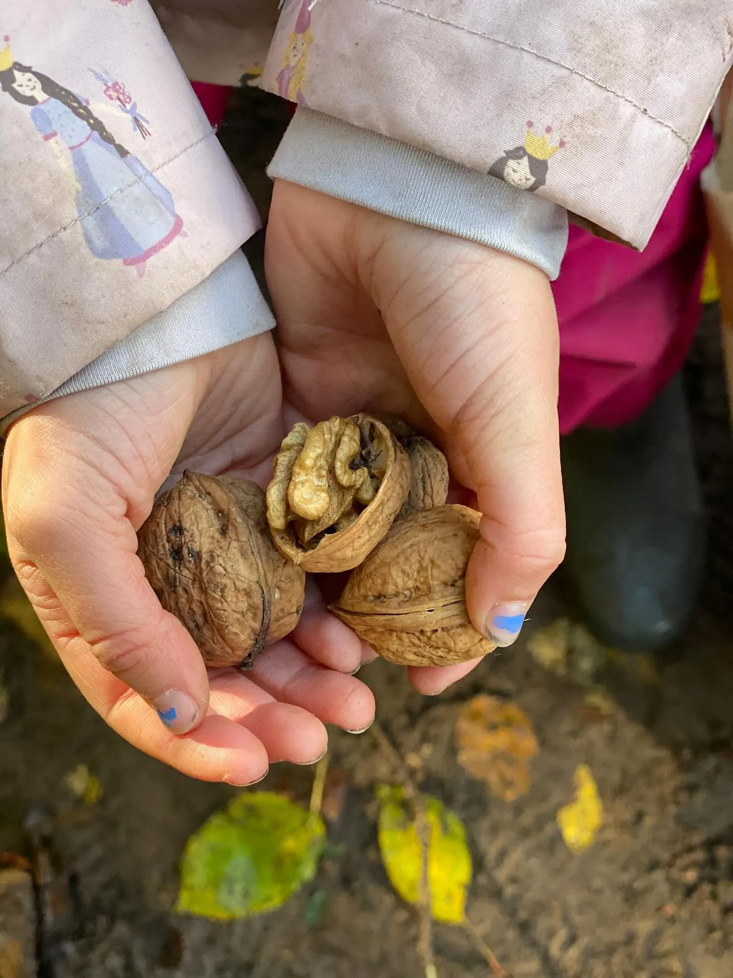 Nüsse im Wald entdeckt